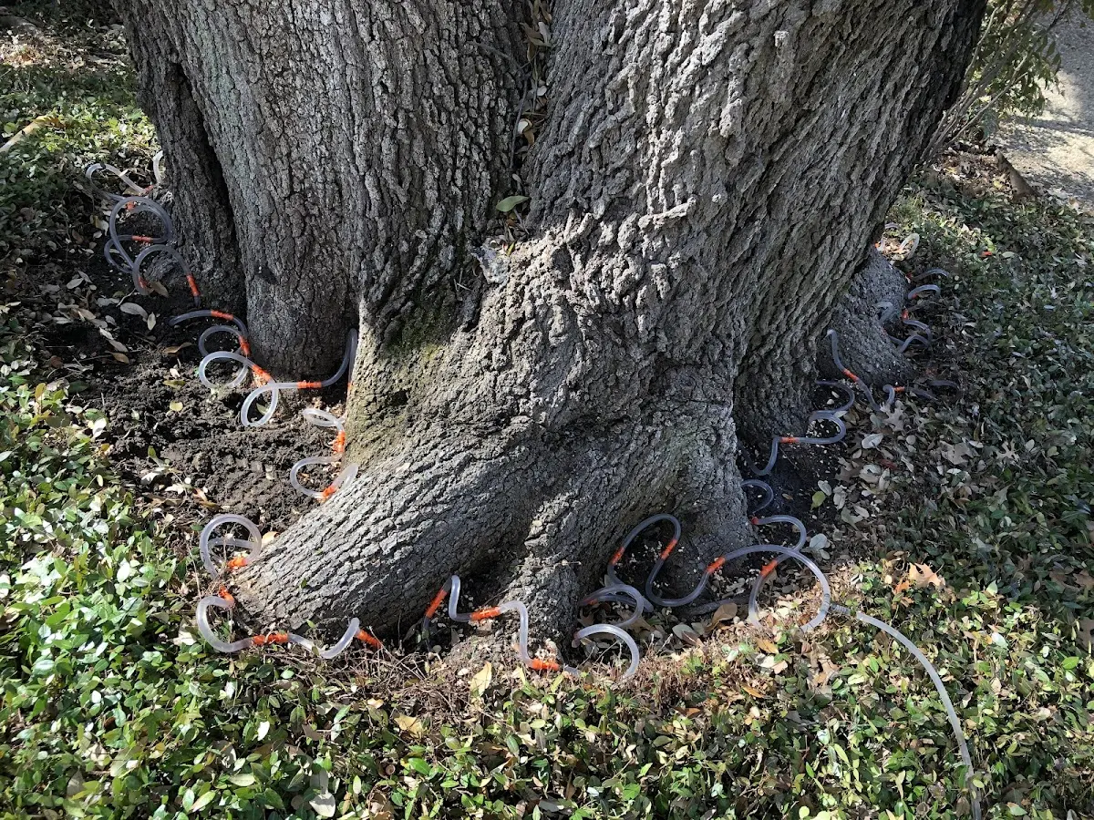 Detailed Tree Cabling and Bracing job site in Stockdale
