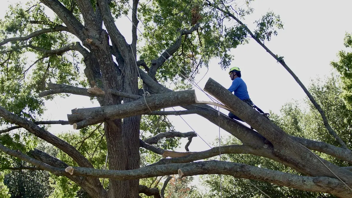 Professional Hazardous Tree Removal performed by certified arborists in Stockdale